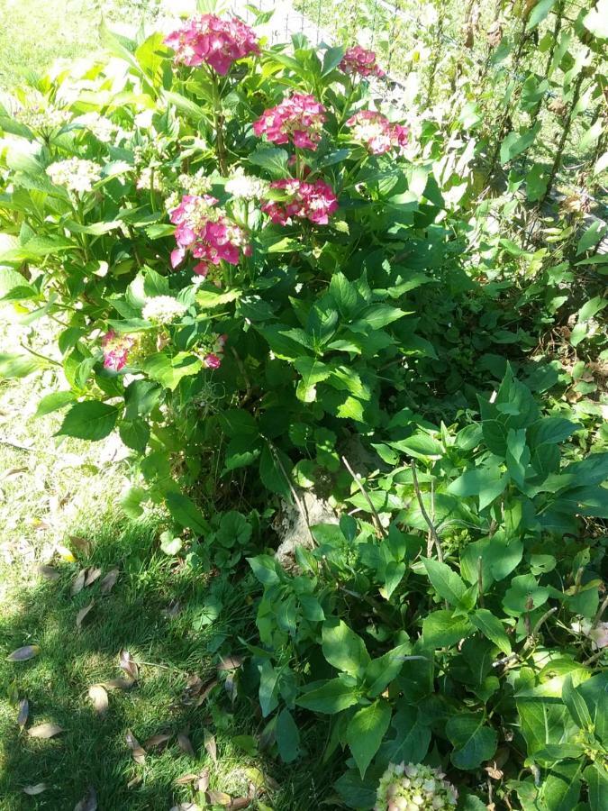 B&B Au Jardin Fleuri Marche-en-Famenne Exterior foto